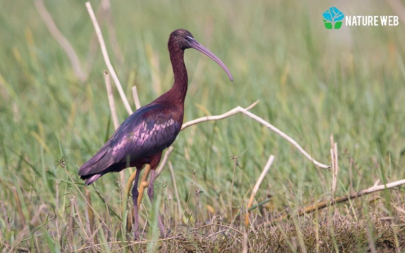 Glossy Ibis